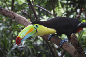 toucan