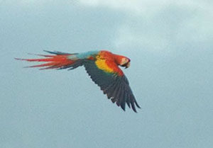 Macaw in light